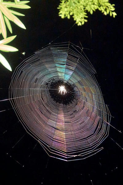 Индуцированный бред