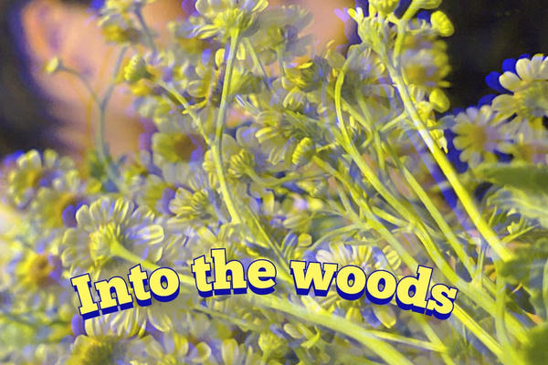 into the woods